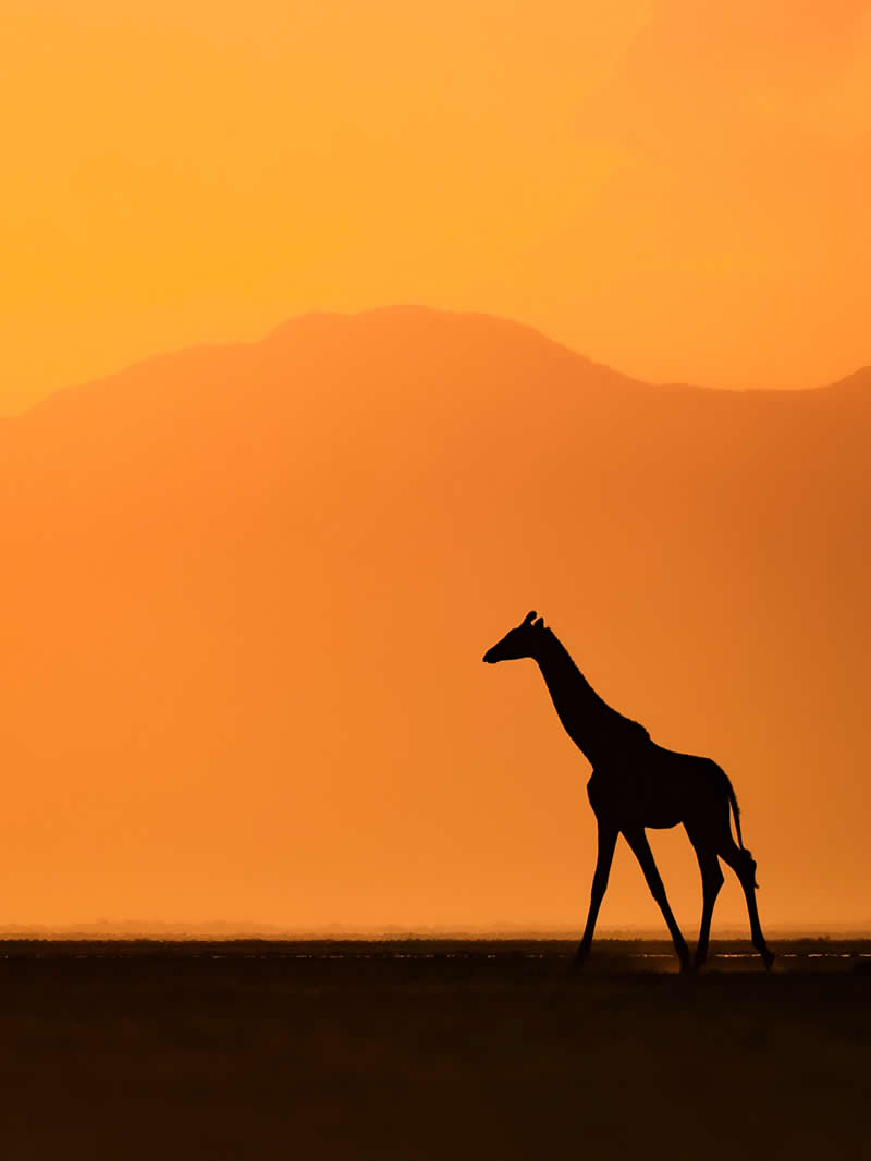 Wildlife Photography by Nili Gudhka