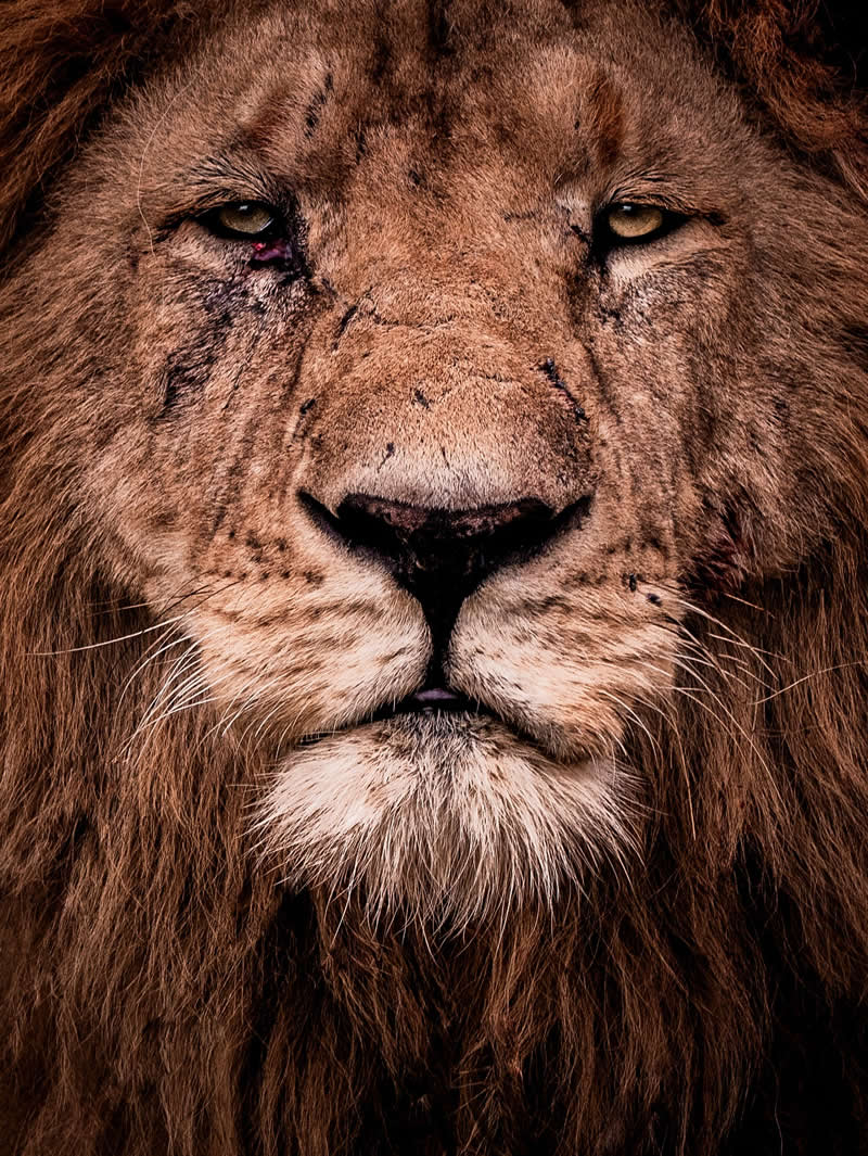 Wildlife Photography by Nili Gudhka