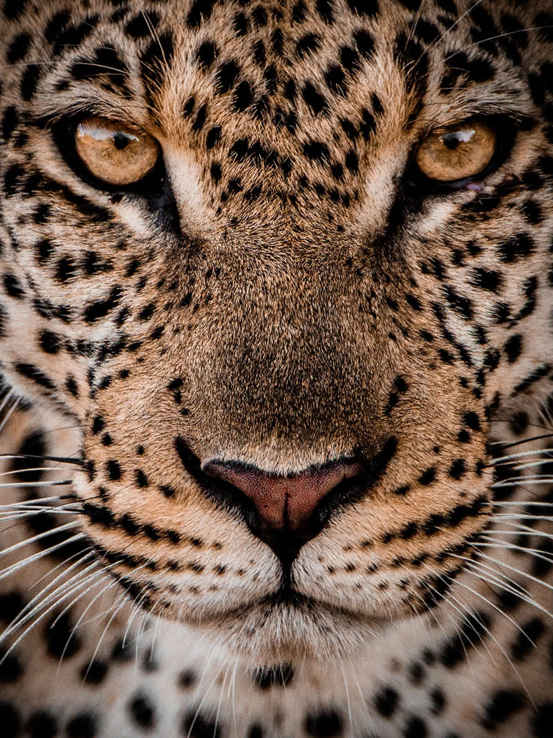 Wildlife Photography by Nili Gudhka