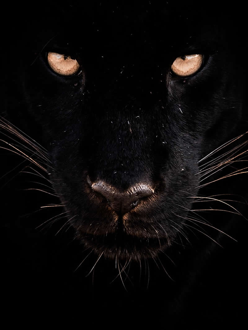 Wildlife Photography by Nili Gudhka