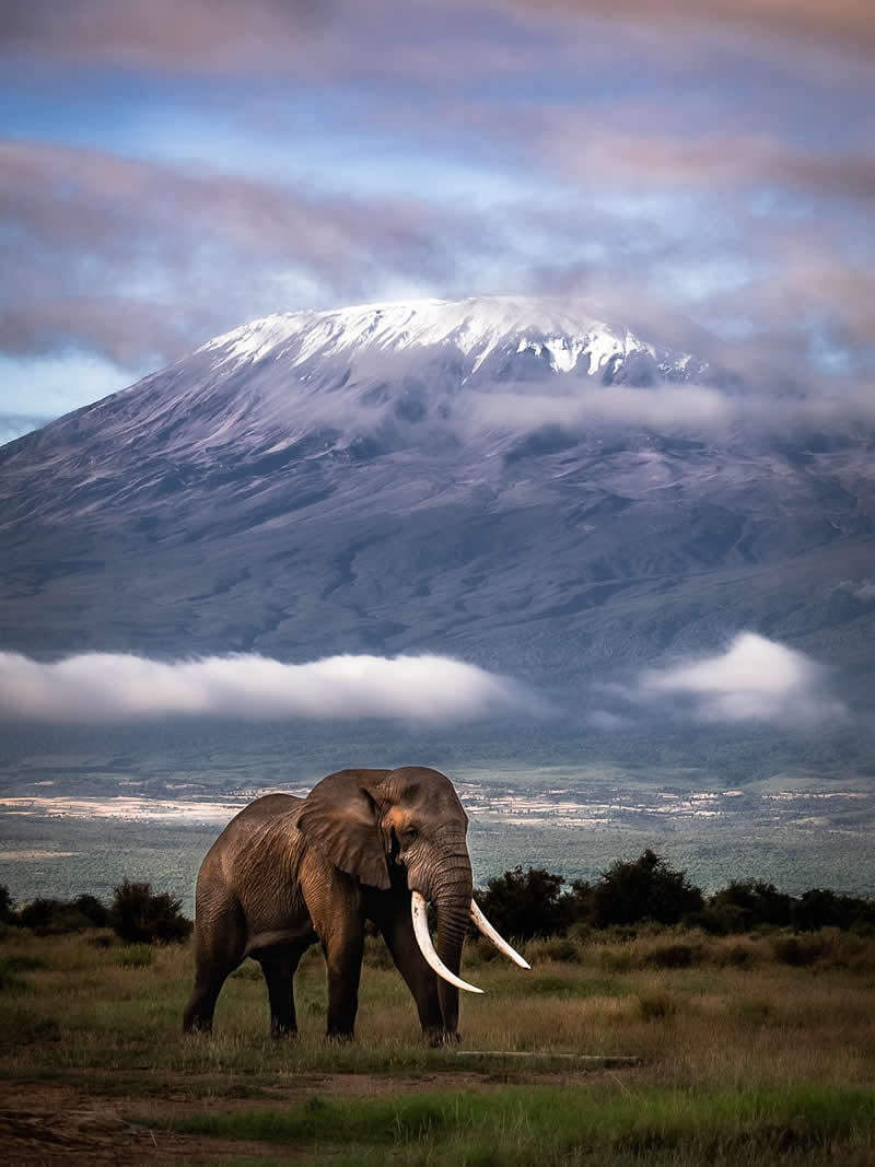 Wildlife Photography by Nili Gudhka