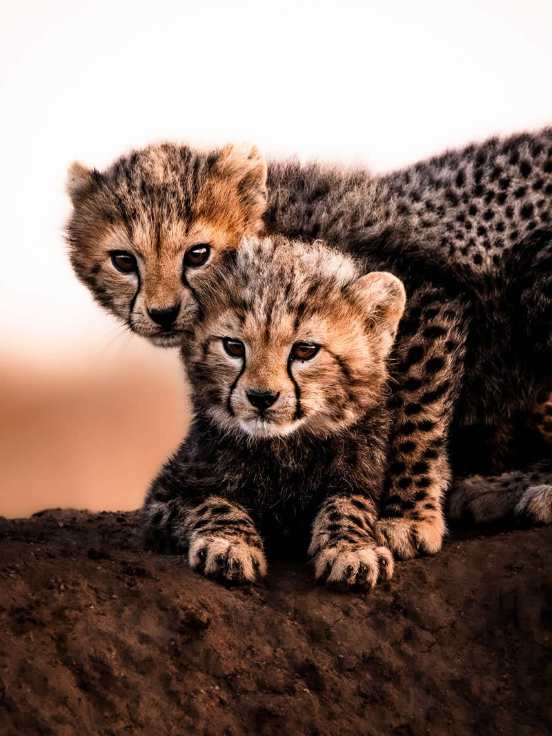 Wildlife Photography by Nili Gudhka