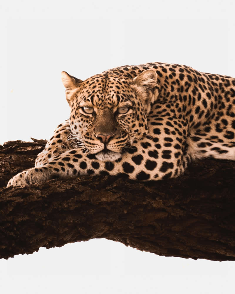 Wildlife Photography by Nili Gudhka