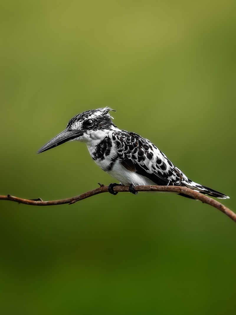 Wildlife Photography by Nili Gudhka