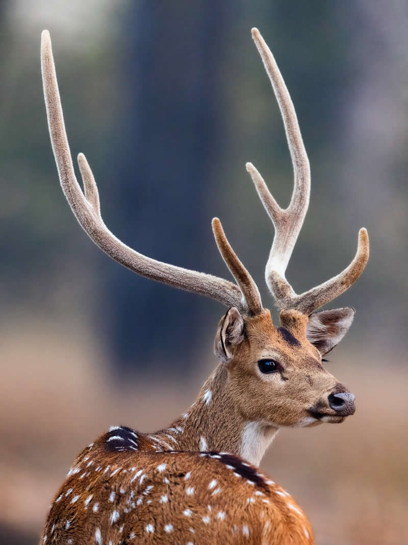 Wildlife Photography by Nili Gudhka