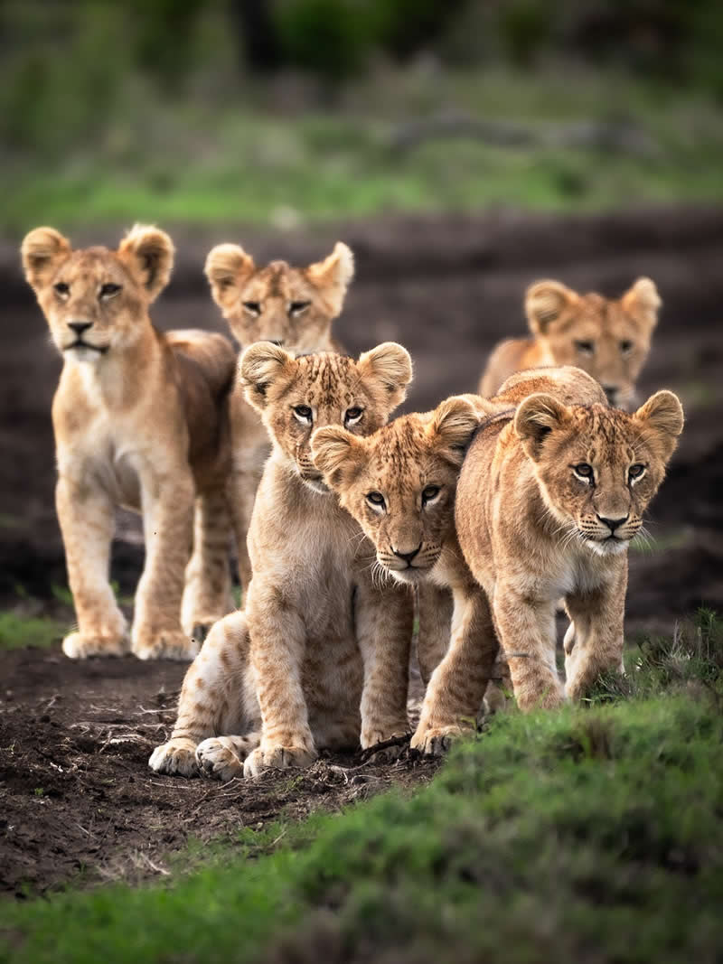 Wildlife Photography by Nili Gudhka
