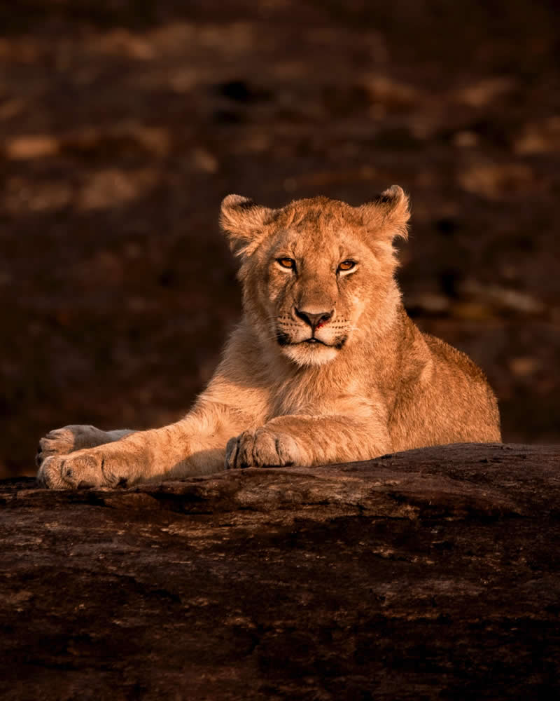 Wildlife Photography by Nili Gudhka