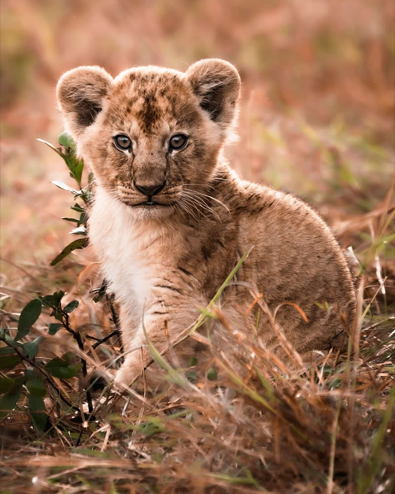 Wildlife Photography by Nili Gudhka