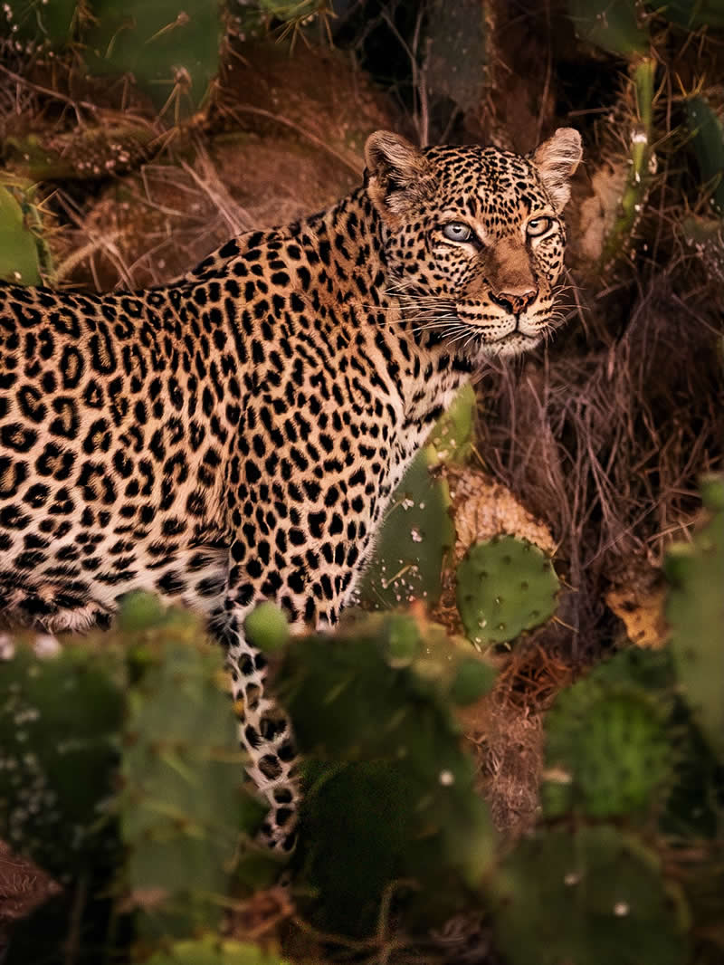 Wildlife Photography by Nili Gudhka