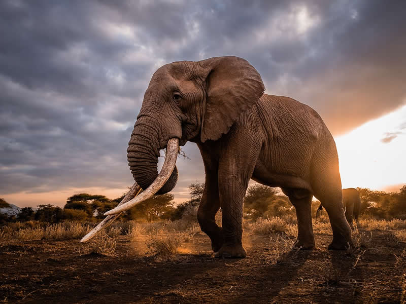 Wildlife Photography by Nili Gudhka