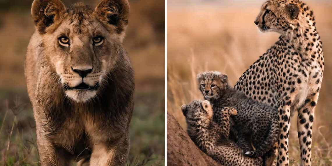 Wildlife Photography by Nili Gudhka
