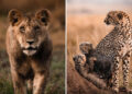 Through Nili Gudhka's Lens: 34 Award-Winning Photos of the Untamed World 62 Wildlife Photography by Nili Gudhka