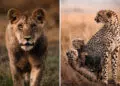 Wildlife Photography by Nili Gudhka