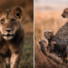 Wildlife Photography by Nili Gudhka
