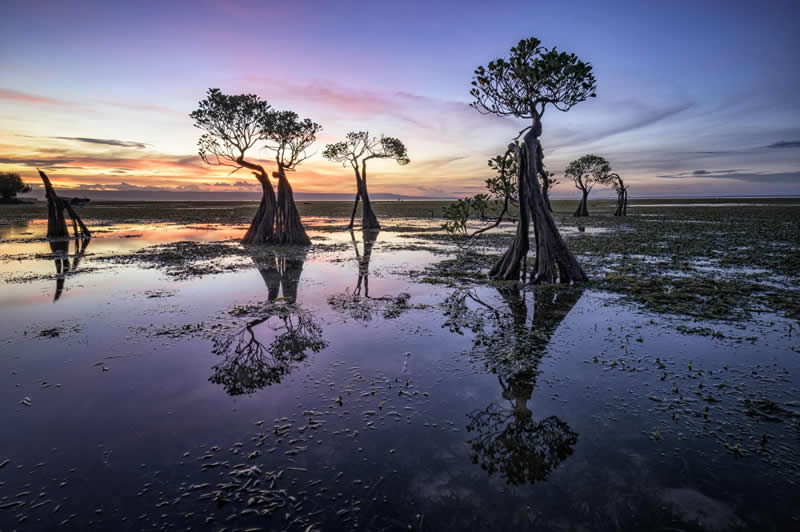 Dancing Mangrove Trees by Laima Kuriene, Netherlands - Academy Photo Awards 2026 Landscape Winners