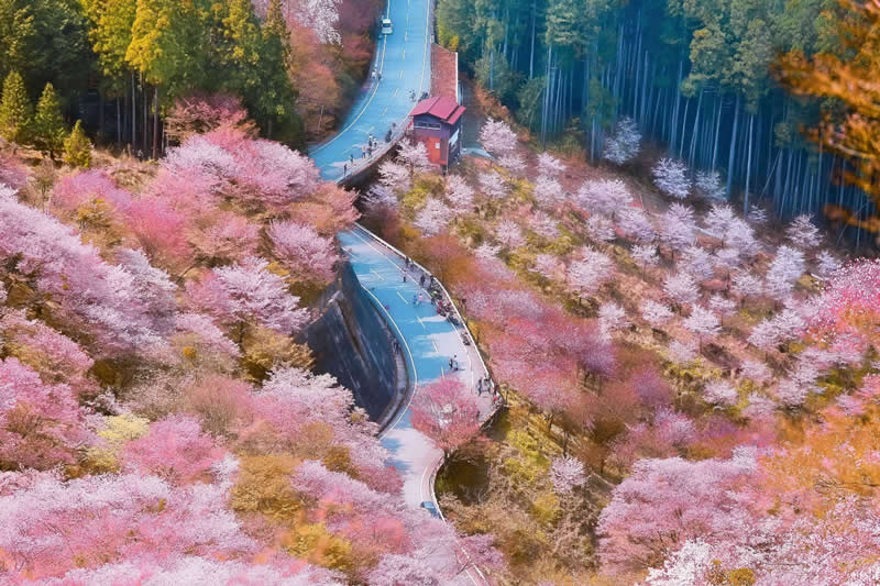 Divine Sakura Waves by Tommy Weng, China - Academy Photo Awards 2026 Landscape Winners