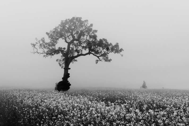 Winter's Ethereal Veil by Sk Rahaman Hossain, India - Academy Photo Awards 2026 Landscape Winners