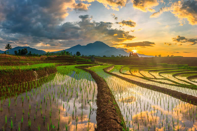 Reflections of Sunrise Over Terraced Fields by Rahmad Himawan, Indonesia - Academy Photo Awards 2026 Landscape Winners