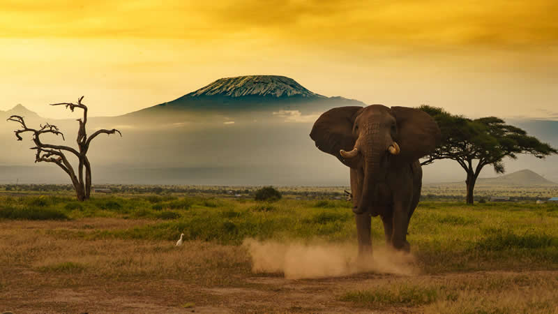 Blessings of Mount Kilimanjaro by Shivashankar Hebbale, India - Academy Photo Awards 2026 Landscape Winners