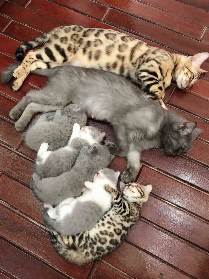 Pure Cuteness: 32 Adorable Photos of Animal Parents and Their Babies 35 Two adult cats resting with several kittens cuddled closely together on a wooden floor, creating a cozy animal family scene.