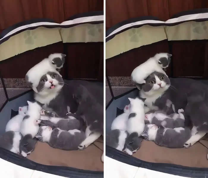 Pure Cuteness: 32 Adorable Photos of Animal Parents and Their Babies 36 A mother cat surrounded by several kittens in a cozy pet bed, while one kitten sits playfully on top of her head.