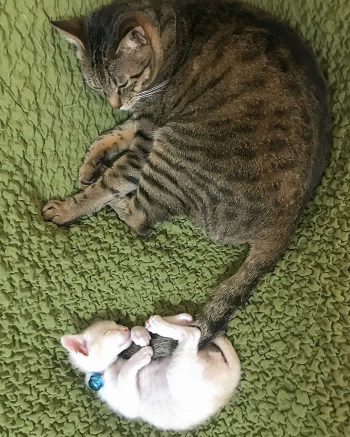 Pure Cuteness: 32 Adorable Photos of Animal Parents and Their Babies 37 A tiny white kitten playfully holding onto the tail of a resting tabby cat on a green textured blanket.