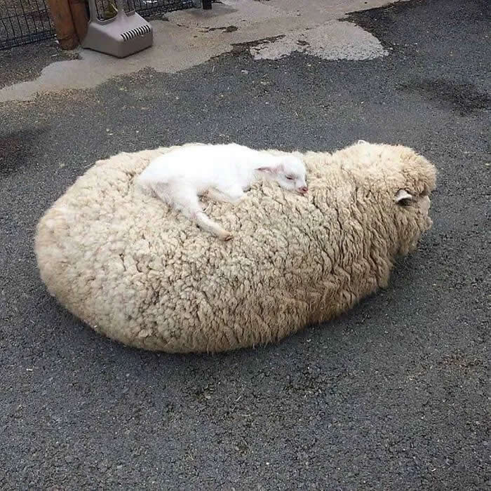 Pure Cuteness: 32 Adorable Photos of Animal Parents and Their Babies 38 A small white lamb resting peacefully on the woolly back of a larger sheep lying on an asphalt road.