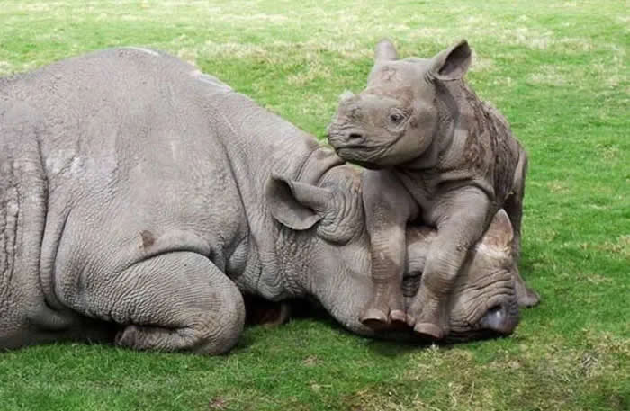 Pure Cuteness: 32 Adorable Photos of Animal Parents and Their Babies 39 A young rhinoceros resting closely against its mother, with the baby leaning over her while both lie peacefully on green grass.