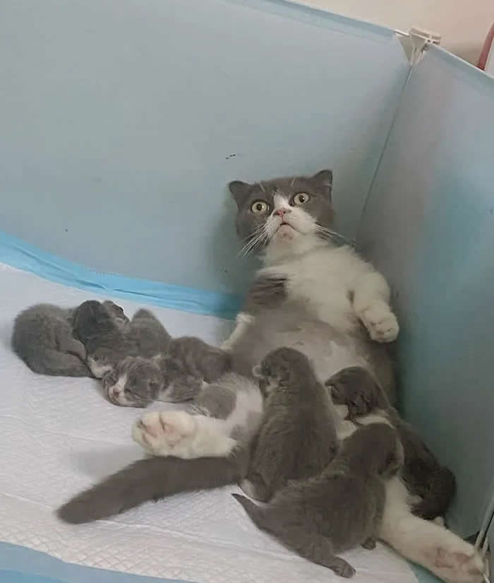 Pure Cuteness: 32 Adorable Photos of Animal Parents and Their Babies 40 A mother cat sitting with numerous gray and white kittens gathered around her inside a small enclosure.