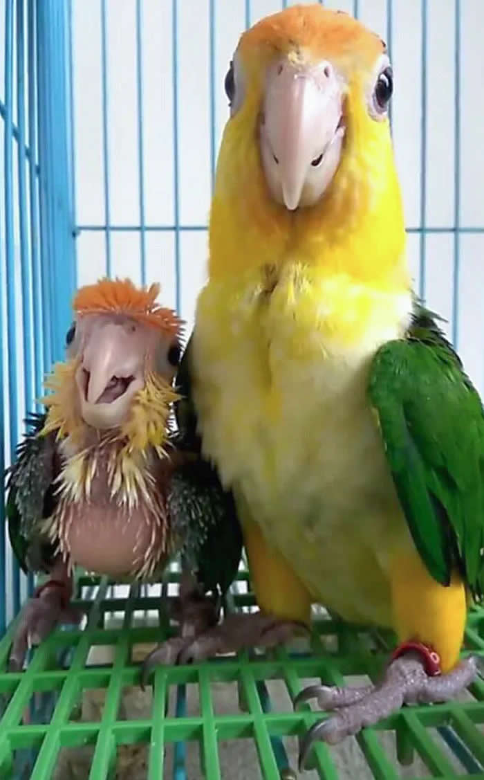 Pure Cuteness: 32 Adorable Photos of Animal Parents and Their Babies 41 A large yellow and green bird standing beside a smaller young chick inside a cage, with the adult bird appearing to watch over it.