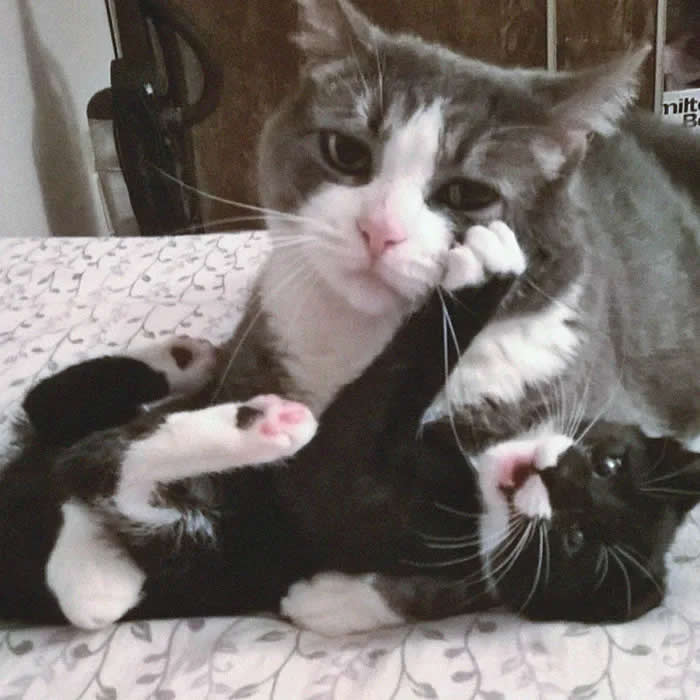 Pure Cuteness: 32 Adorable Photos of Animal Parents and Their Babies 42 A gray and white mother cat gently touching a black and white kitten with her paw while another kitten rests beside them on a bed.