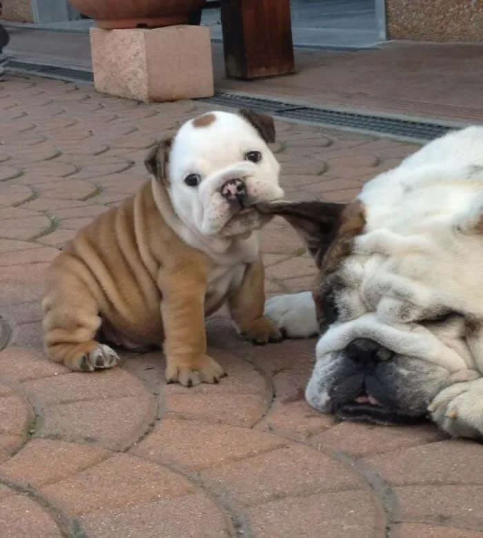Pure Cuteness: 32 Adorable Photos of Animal Parents and Their Babies 43 A young bulldog playfully tugging on the ear of an adult bulldog lying beside it on a brick-paved surface.