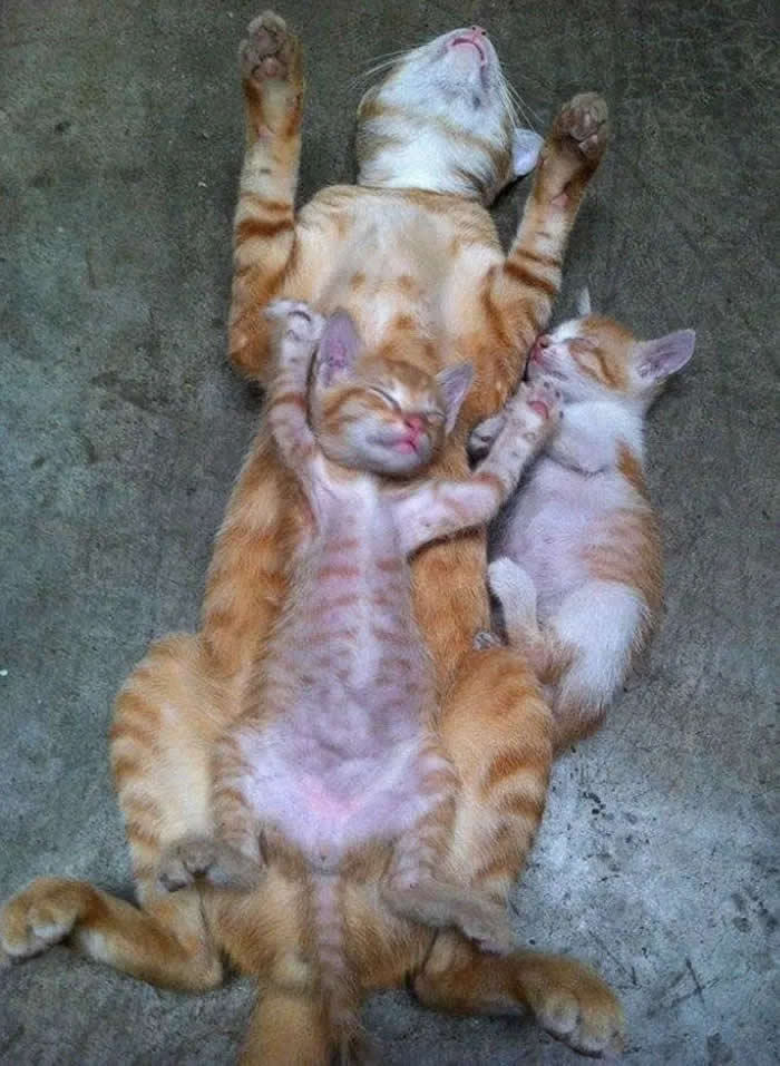 Pure Cuteness: 32 Adorable Photos of Animal Parents and Their Babies 44 A mother cat lying on her back with two orange kittens cuddled closely against her belly, all resting together on a floor.