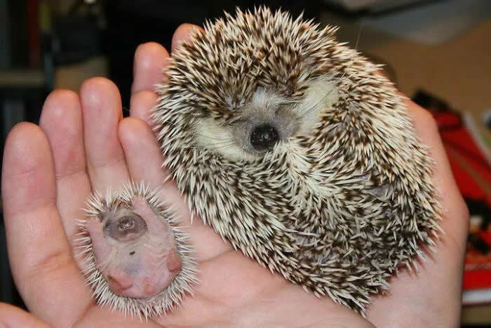 Pure Cuteness: 32 Adorable Photos of Animal Parents and Their Babies 45 An adult hedgehog resting beside a tiny newborn hoglet, both sitting in a person's open hand.
