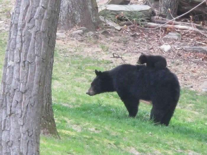Pure Cuteness: 32 Adorable Photos of Animal Parents and Their Babies 46 A black bear walking through a grassy woodland with a small cub riding on its back.