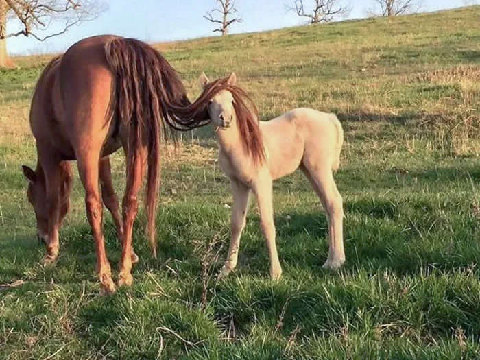 Pure Cuteness: 32 Adorable Photos of Animal Parents and Their Babies 47 A young foal standing beside its brown mother in a grassy field, with the mother lowering her head toward the ground.