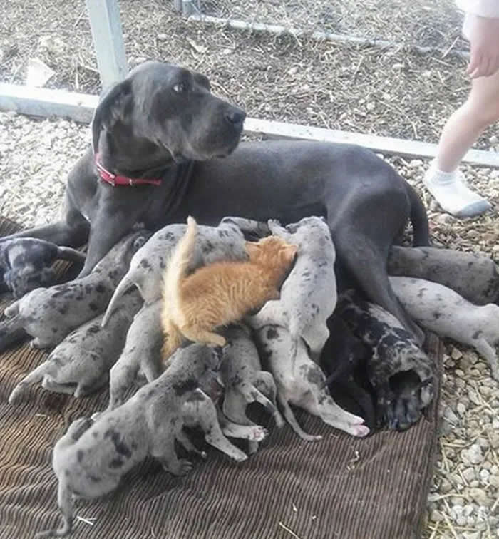 Pure Cuteness: 32 Adorable Photos of Animal Parents and Their Babies 48 A black mother dog lying down while numerous young puppies gather closely around her, nursing and resting together on a mat outdoors.