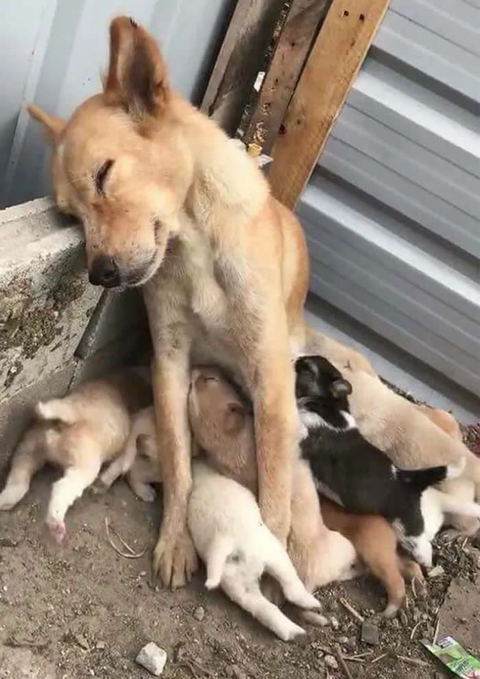 Pure Cuteness: 32 Adorable Photos of Animal Parents and Their Babies 49 A tired tan mother dog standing over several sleeping and nursing puppies of different colors in a sheltered outdoor area.