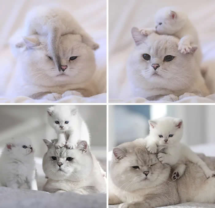 Pure Cuteness: 32 Adorable Photos of Animal Parents and Their Babies 50 These adorable family portraits capture the playful chaos of kittenhood, as tiny cats climb, cuddle, and perch on their patient mother, creating irresistibly sweet moments of feline family life.