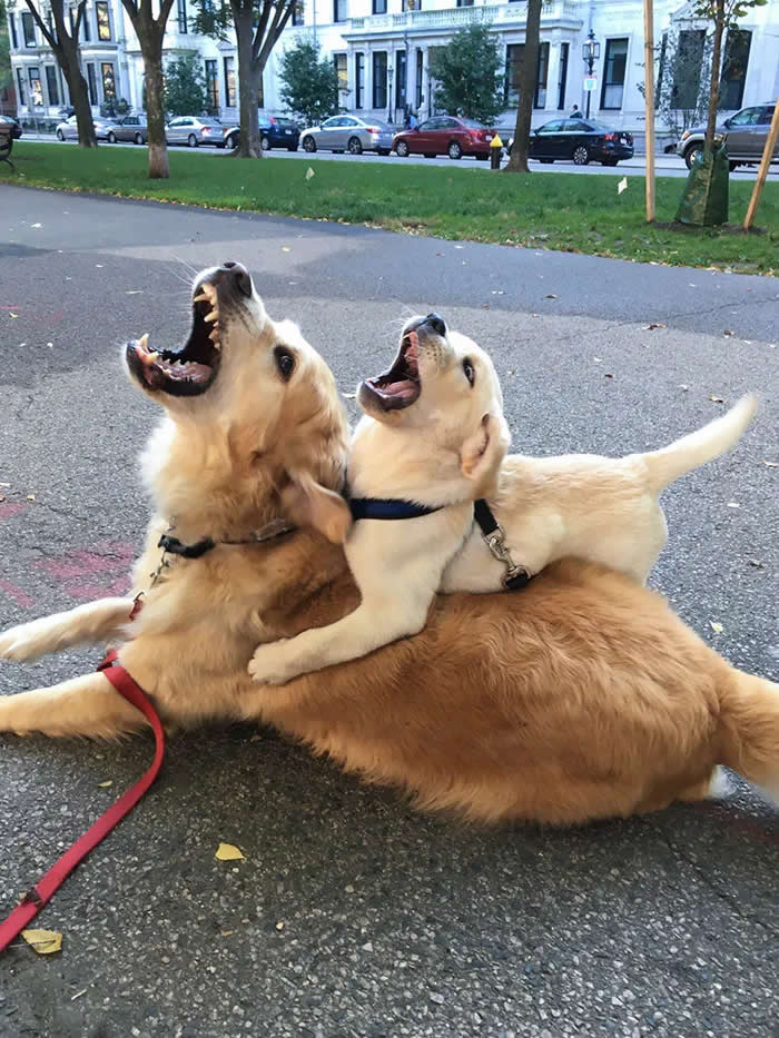 Pure Cuteness: 32 Adorable Photos of Animal Parents and Their Babies 51 Two golden-colored dogs sitting together on a city sidewalk, with one dog leaning against the other as both look upward with open mouths.