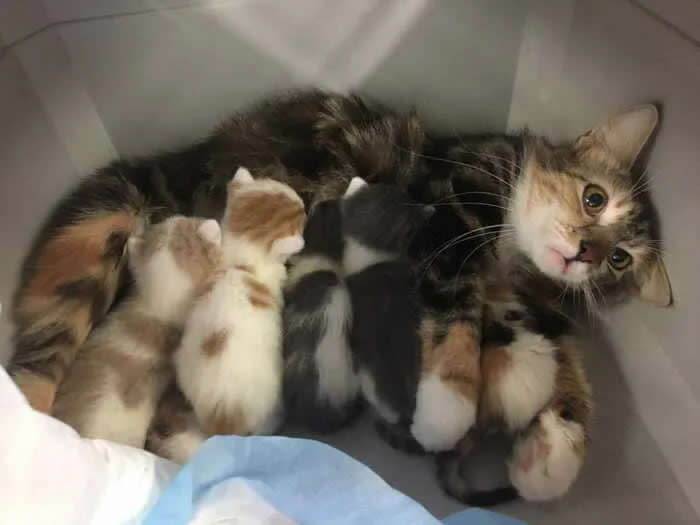 Pure Cuteness: 32 Adorable Photos of Animal Parents and Their Babies 52 A mother cat lying in a cozy enclosure while several colorful kittens cuddle closely against her body.