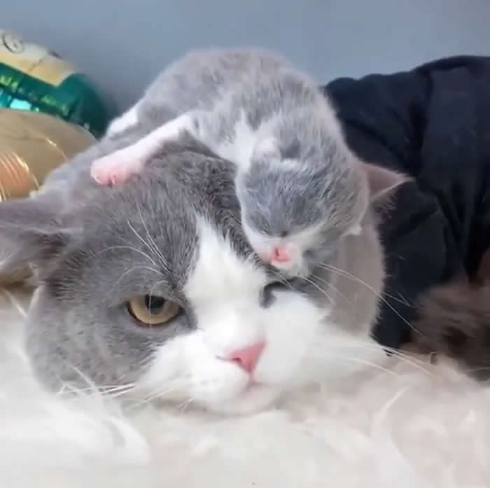Pure Cuteness: 32 Adorable Photos of Animal Parents and Their Babies 53 A tiny gray and white kitten resting across the head of a larger gray and white cat lying comfortably on a bed.