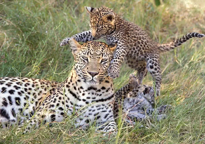 Pure Cuteness: 32 Adorable Photos of Animal Parents and Their Babies 54 A young leopard cub climbing over its mother as she rests in tall grass, capturing a playful moment between a leopard parent and her baby.