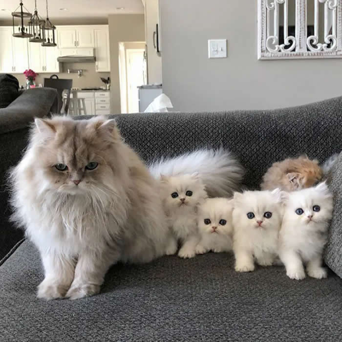 Pure Cuteness: 32 Adorable Photos of Animal Parents and Their Babies 55 A fluffy cream-colored mother cat sitting on a gray sofa beside four small white and cream kittens.