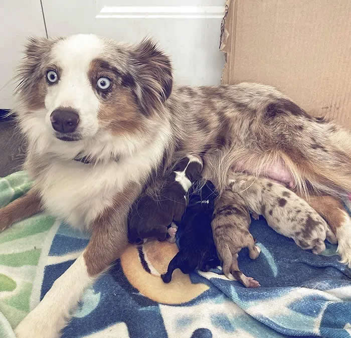 Pure Cuteness: 32 Adorable Photos of Animal Parents and Their Babies 56 A young mother dog lying beside several newborn puppies nursing close to her on a soft blanket.