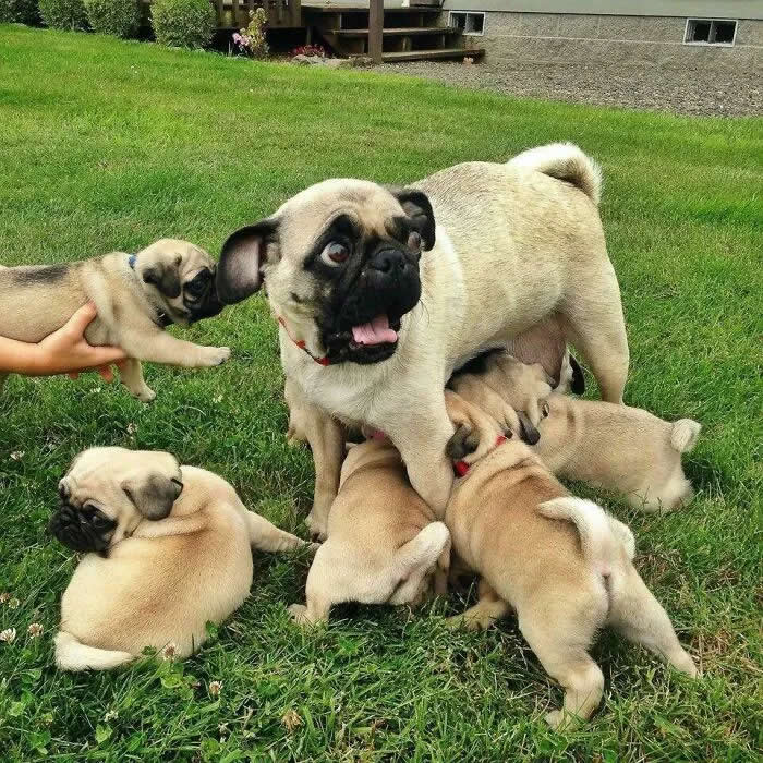 Pure Cuteness: 32 Adorable Photos of Animal Parents and Their Babies 57 A mother pug surrounded by several playful pug puppies on a grassy lawn, with some puppies nursing while others cuddle and play nearby.