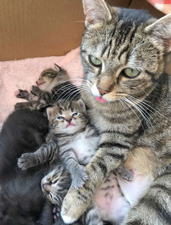 Pure Cuteness: 32 Adorable Photos of Animal Parents and Their Babies 58 A tabby mother cat cuddling several tiny kittens in a cozy box, with the kittens nestled closely against her body.