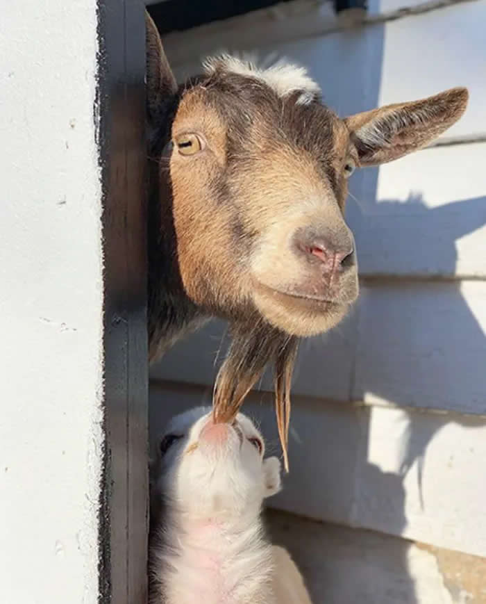 Pure Cuteness: 32 Adorable Photos of Animal Parents and Their Babies 59 A young white goat standing closely beneath a brown adult goat, looking upward at its mother near a doorway.