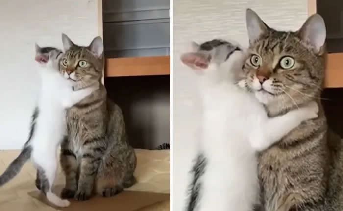 Pure Cuteness: 32 Adorable Photos of Animal Parents and Their Babies 60 A white and gray kitten hugging a seated tabby cat, shown in two side-by-side moments of playful feline affection.