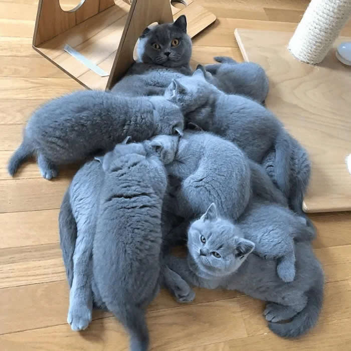 Pure Cuteness: 32 Adorable Photos of Animal Parents and Their Babies 61 A gray mother cat surrounded by several fluffy gray kittens cuddling and playing together on a wooden floor.